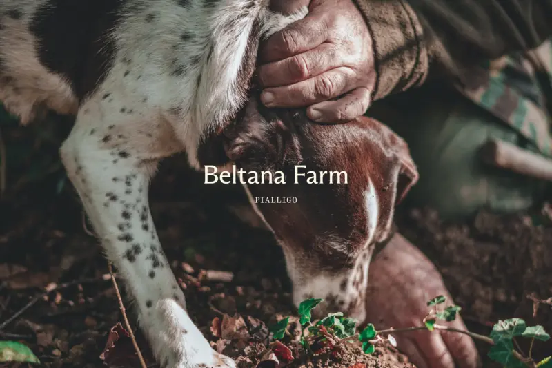 Beltana Farm Logo